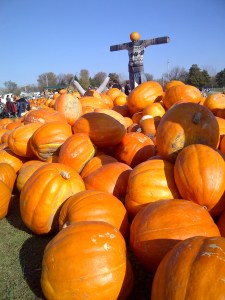 Pumpkins are a big part of Canadian Thanksgiving, baked into pies.