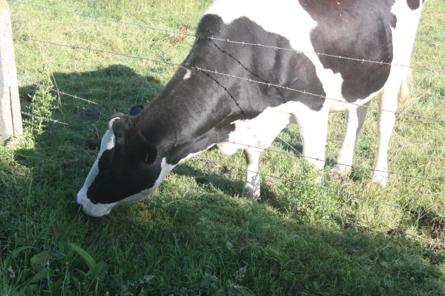 Perhaps the shade gives an illusion, but the grass really isn't greener on the other side of this fence.