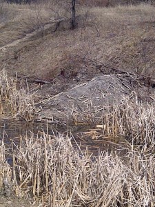 Beaver lodge looks quiet.