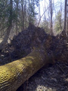 Completely uprooted.