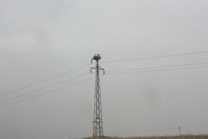 I would never have thought he top of hydro lies was the best place for a nest, but for these stork-like birds there is little choice - no trees in he area.