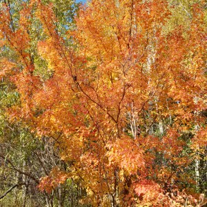 IMG_20151012_145723_hdr