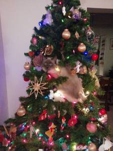 12359966_10156389012375046_5676508942782637014_n