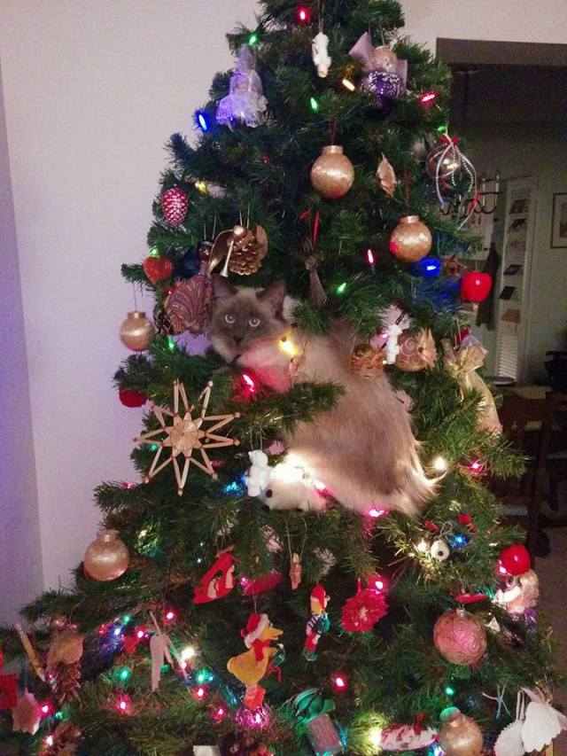 12359966_10156389012375046_5676508942782637014_n