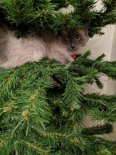 23972665_10159727303275046_1344236556_n