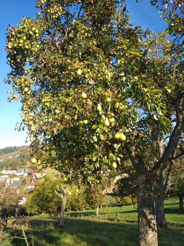 IMG_20181025_1543065