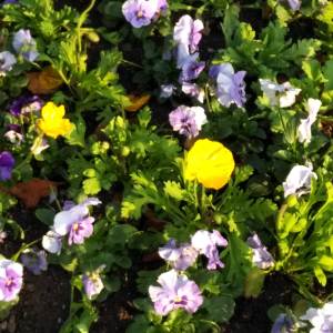 IMG_20181103_1519085