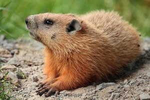 640px-Marmota_monax_UL_04