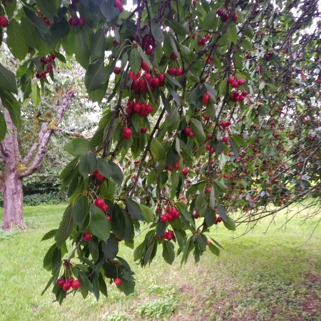 IMG_20200611_1539161