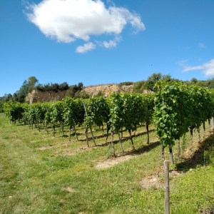 IMG_20200705_1550578