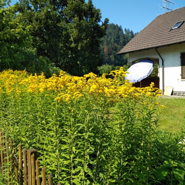 IMG_20200809_1140000